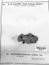 Phellinus crocatus image